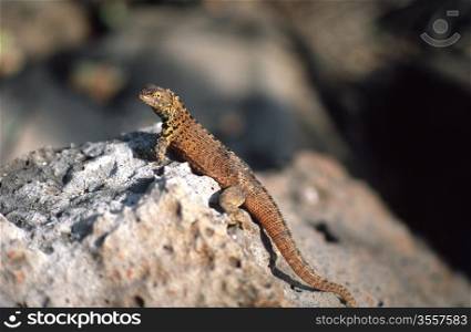 Brown Galapagos lizard perched on a rock