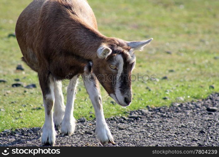 brown goat