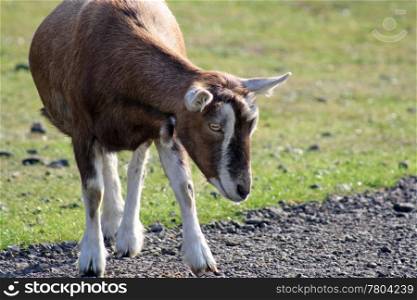 brown goat