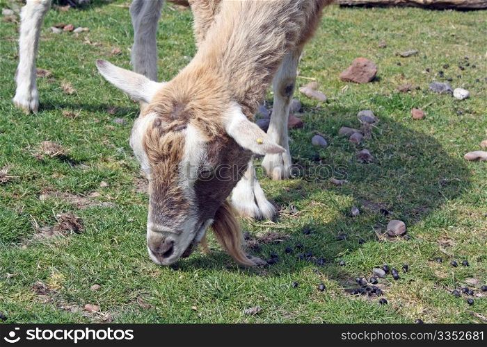 brown goat grazing