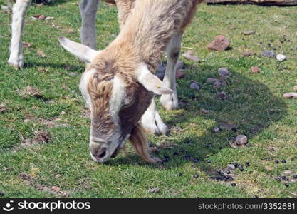 brown goat grazing