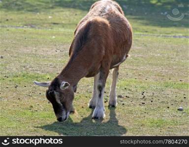 brown goat in a field