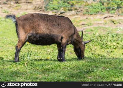 Brown goat on a meadow at pasture.