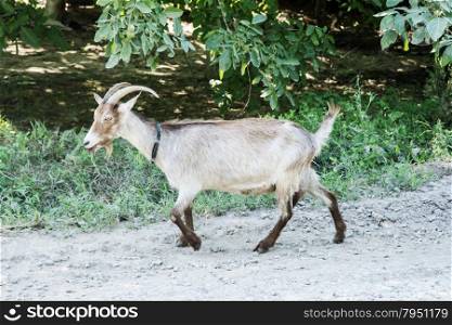Brown goat on rocky road goes past the green trees