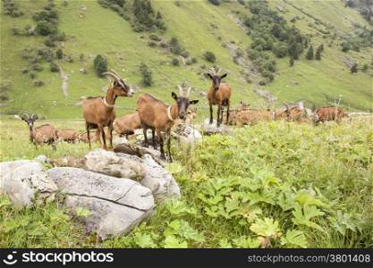 brown goats in the french alps of the haute savoie