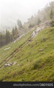 brown goats in the french alps of the haute savoie
