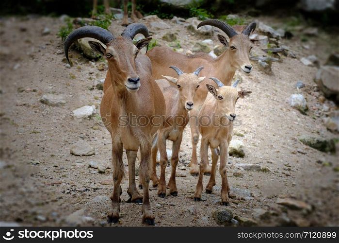 brown goats standing on the rock.