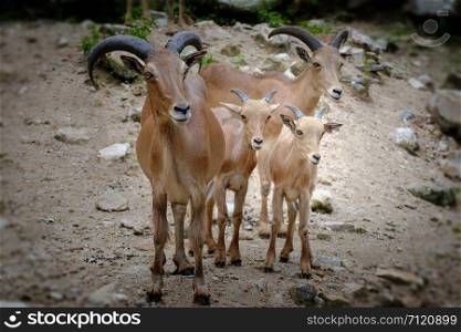 brown goats standing on the rock.