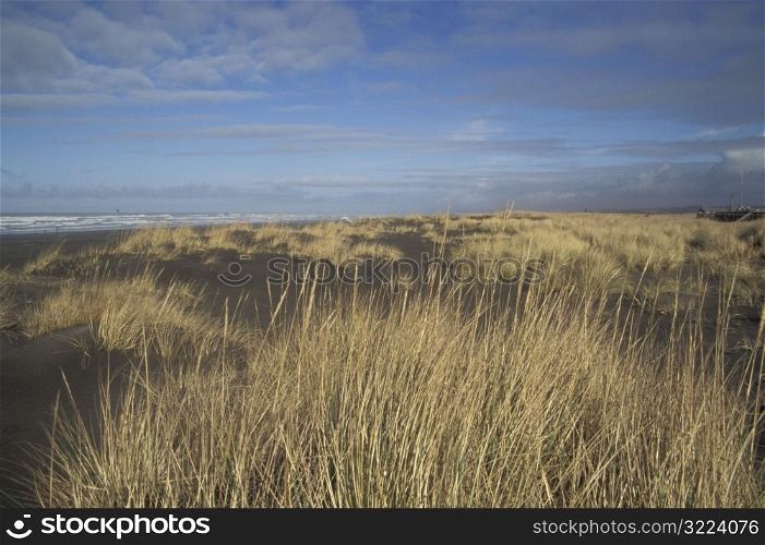 Brown Grass On A Cold Ocean Beach