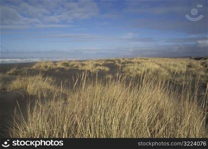 Brown Grass On A Cold Ocean Beach