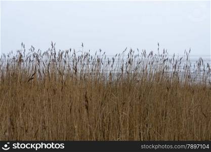 brown grass with plume and water background