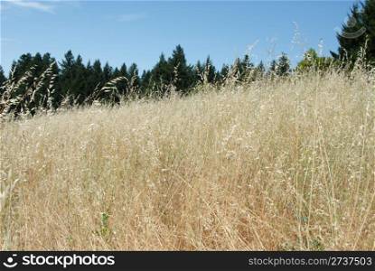 Brown grasses in the Santa Cruz Mountains along Highway 9, California