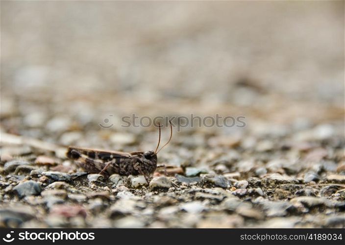 Brown grasshopper. Brown grasshopper on gravel background very well camouflaged