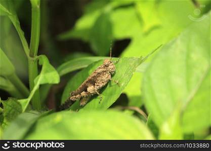 Brown grasshopper on green leaves.