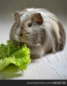 brown guinea pig and salad leaf