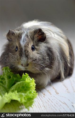 brown guinea pig and salad leaf