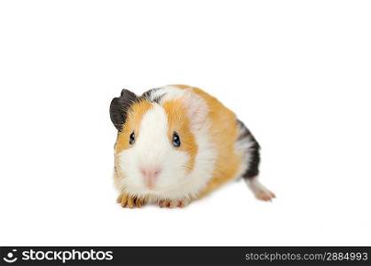 brown guinea pig on white isolated