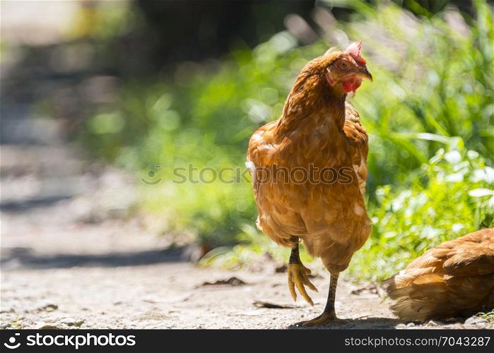 brown hen egg in organic farm, Thailand