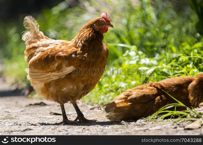 brown hen egg in organic farm, Thailand