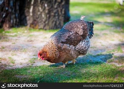 brown hen looking for food in the farm
