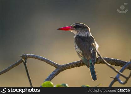 Brown hooded Kingfisher in Kruger National park, South Africa ; Specie Halcyon albiventris family of Alcedinidae. Brown hooded Kingfisher in Kruger National park, South Africa