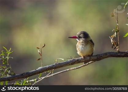 Brown-hooded Kingfisher on a branch isolated in natural background in Kruger National park, South Africa ; Specie Halcyon albiventris family of Alcedinidae. Brown hooded Kingfisher in Kruger National park, South Africa