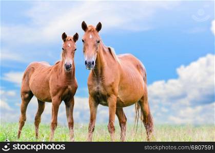 Brown horse and foal looking with suspicion on sky background&#xA;