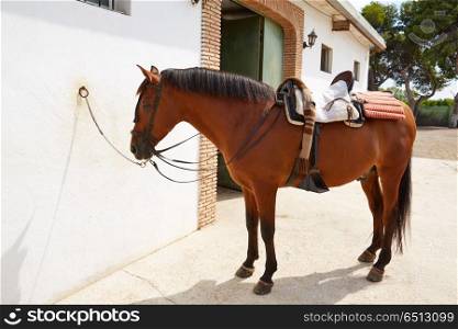 Brown horse bound to wall with leather saddle. Brown horse bound to white wall with leather saddle