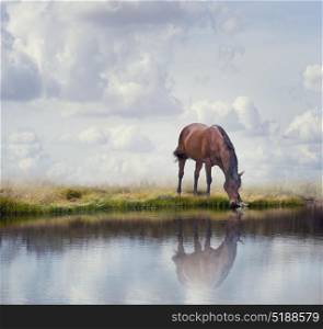 Brown horse drinking water in a lake. Brown horse near water