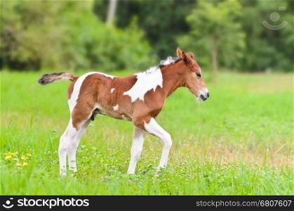 Brown horse foal walking in green grass of Thailand&#xA;