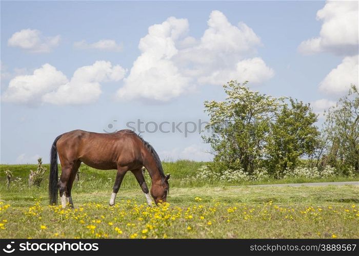 brown horse grazes in meadow full of yellow flowers in holland in spring