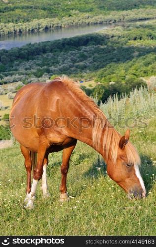 brown horse grazing at meadow with beautiful view. brown horse