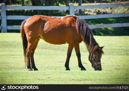 Brown horse grazing green grass on bright day with fence stable horse in field countryside background