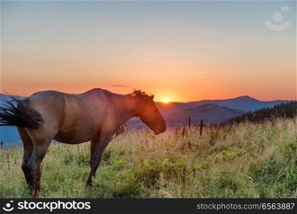 Brown horse grazing on a field at sunset. Brown horse grazing on a field