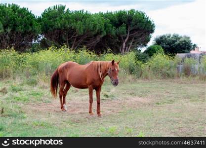 Brown Horse in a meadow with trees