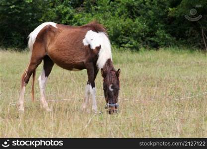 Brown horse is grazing on the farm, Concept of livestock farming or tourism.