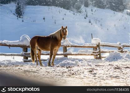 Brown horse is standing on an idyllic paddock in winter, sunshine
