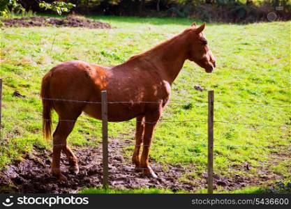Brown horse near fence in Navarra meadow near Pyrenees of Spain