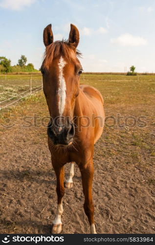 Brown horse on a field