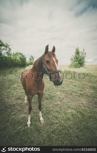 Brown horse on a green meadow with clouds in the sky