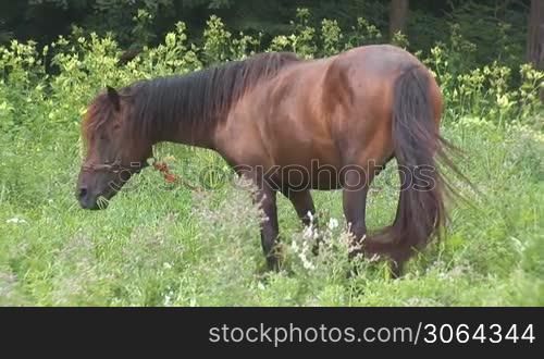 brown horse on a meadow