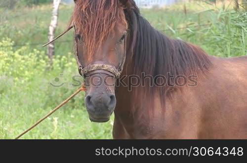 brown horse on a meadow