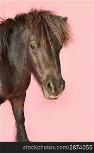 Brown horse on pink background