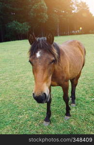 brown horse portrait in the farm in the nature