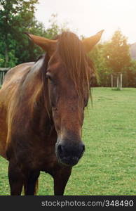 brown horse portrait in the farm in the nature