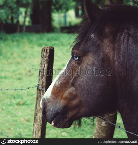 brown horse portrait in the farm in the nature