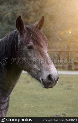 brown horse portrait in the meadow