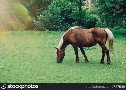 brown horse portrait in the meadow in the nature