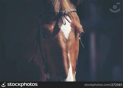 Brown horse Portraits