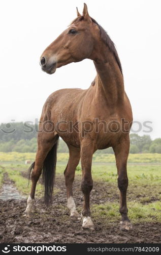 brown horse standing in meadow with pricked ears